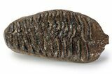 Fossil Woolly Mammoth Upper M Molar - Poland #357018-1